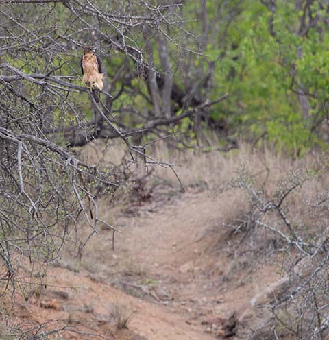 African Hawk Eagle